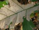 Oak leaf cells losing chlorophyll, November in Coppell, Texas