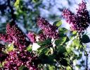 Lilac blooming in May - Nepean, Ontario, Canada