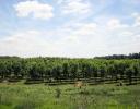 Tree farm in Kentucky