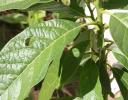Avacado leaves