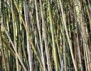 Bamboo - Fort Worth Zoo, TX