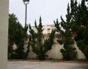 Cedar in a parking lot - Raleigh, NC