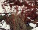 Red Willow twigs provide stunning winter color in northern Ontario