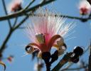 The Shavingbrush tree blooming during late March in Chapala, Mexico.