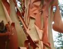 Arbutus only grow in parts of Asia and Pacific Northwestern America here photographed on Vancouver Island.