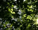 Basswood leaves on a warm May afternoon