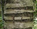 White Birch, a short-lived tree revealing split bark and darker, aged wood ~ Ontario, Canada