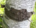 White Birch with cracked aging bark