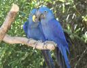 Blue parrots at the Fort Worth Zoo
