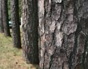 Ponderosa Pine, North Carolina