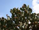 Massive Cactus tree flourishing in southwestern Mexico