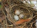 Cardinal eggs, Lewisville, Texas