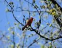 Male cardinal, Springtime
