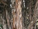 Eastern Red Cedar has durable, aromatic properties and resists insect attack so is used as moth-proof cupboard linings and products