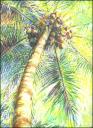 Coconut Palm, Costa Rica ~ Oil Pastels on paper, 14 x 11 inches $550.00