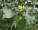 Eastern Cottonwood leaves and growth - Ottawa River, Ontario, Canada