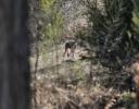 Coyote in our small neighborhood forested area - Lewisville, TX