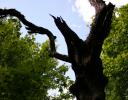 Trees' character has inspired legends and myth. Photo: Stony Swamp Forest, Ottawa, ON, Canada