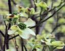 Dogwood blossoms in April, Lewisville, TX