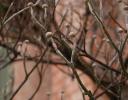 Dogwood buds, dormant in January; the flowers come out before the leaves
