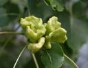 Eastern Cottonwood, Ottawa River banks, Ontario - would like to ID if this is an insect gall or the fruit containing seeds; growth is consistent at the tips of branches, not random.