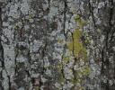 Elm with moss and lichen