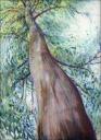 Eucalyptus Tree, Queensland, Australia ~ 14 x 11 Oil Pastels on paper, framed size 26 x 22 $550.00