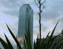 Everything’s Bigger In Texas - Flowering Yukka spike, downtown Dallas