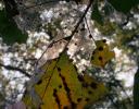 Filigree #1 - the skeletal structure is revealed on an Oak leaf in November - Coppell, TX