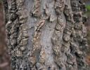 Netleaf Hackberry - Coppell, TX - variable bark textures as warts to layered ridges