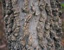 Hackberry bark, Andrew Brown Jr. Park, Coppell, TX