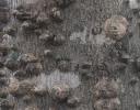 This photo still needs positive ID; possibly a species of Hackberry. Bark has thorned barnicle-like bumps.