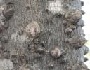Need positive ID, could be Hackberry - in a forest by a canal in the same stand as Netleaf Hackberry trees.