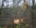 Abandoned insect gall, early Spring in Coppell, TX
