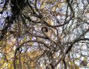 Knarly forest, Coppell TX