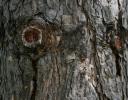 Knobcone Pine, Andrew Haydon Park, Ottawa, ON