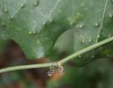 Insects mutate cells, forming small growths dotting an Oak leaf