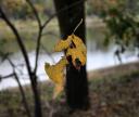 Magic! A leaf twirls in mid air at the end of a spider web in Andrew Brown Jr. Park, Coppell, TX