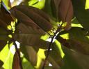 Underneath Magnolia leaves, Raleigh, NC