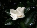 Large Magnolia blossom in a city park in Raleigh, North Carolina