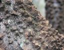 Possibly Hackberry tree bark, Coppell, TX ; please help identify - thanks!