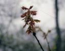 Brand new leaves on a foggy morning, early Spring, Coppell, TX