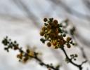 Unidentified pompom flowers on a tree in southwestern Mexico