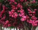 Crepe Myrtle, downtown Raleigh, NC