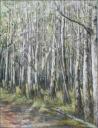 Northern Delights - Poplar stand, Banff, Alberta, Canada 14 x 11 Graphite, Watercolor pencils, Oil Pastels on paper $550.00
