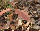 Oak seedling, forest in Coppell, TX
