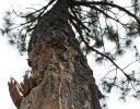 Oaxaca Pine, Sierra Madres Mountains, Mexico