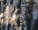 Old Bur Oak, Coppell, TX - reaching heights of 130 ft., with acorns larger than any other oak.