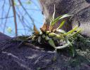 Orchid growing on a Flamoyant/Flame tree, Chapal, Mexico