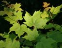 Maple leaves, Jones Falls, Ontario, Canada near the U.S. border